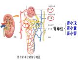 初中生物新人教版七年級(jí)下冊(cè)4.5第2課時(shí) 尿的形成和排出教學(xué)課件2025春