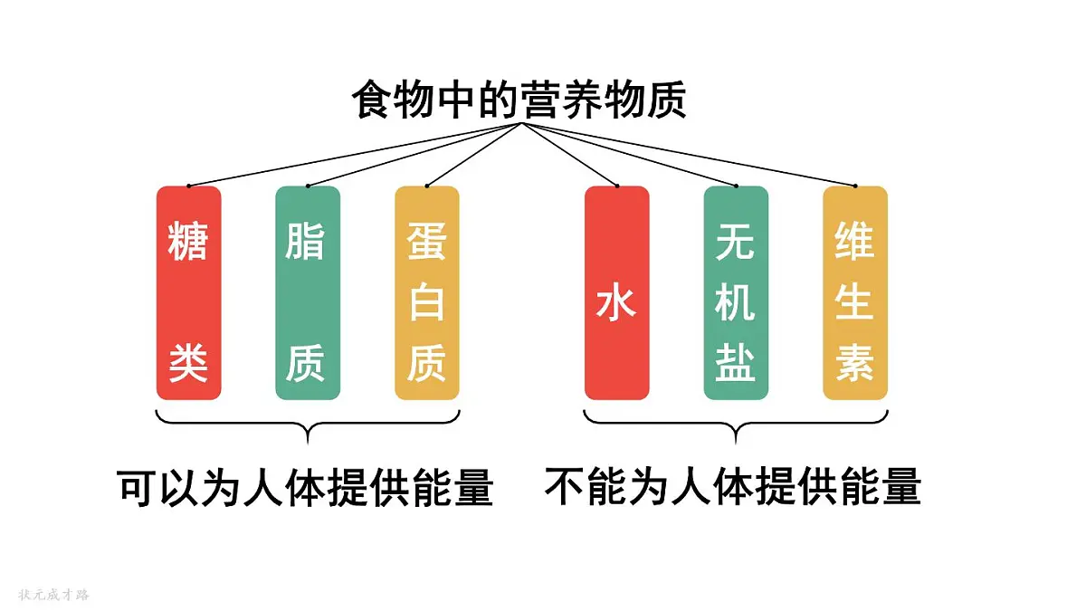 初中生物新人教版七年级下册4.2第一节第一课时 糖类、脂质、蛋白质的作用教学课件2025春第8页