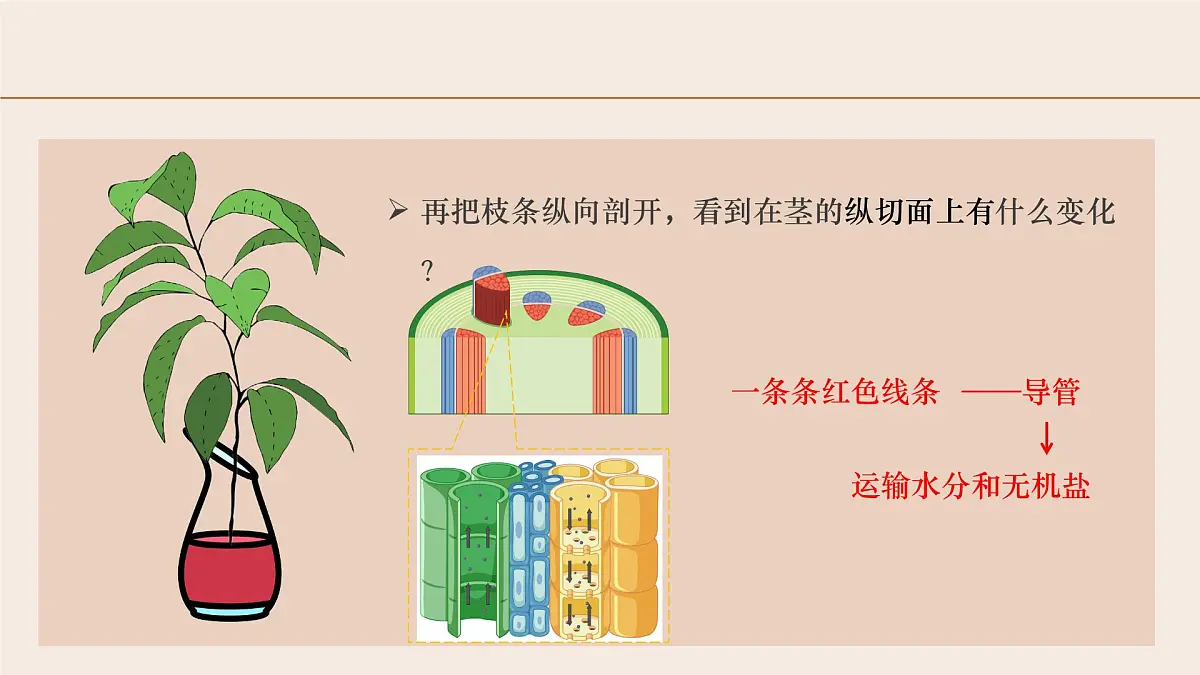 3.2.1 水的利用与散失 2025学年七年级生物下册（人教版2024） 课件第8页