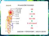 【新教材核心素養(yǎng)】北師大版生物七年級下冊 4.9.2.2尿的形成與排出（第二課時(shí)）（課件+單元教學(xué)設(shè)計(jì)+教案+思維導(dǎo)圖）