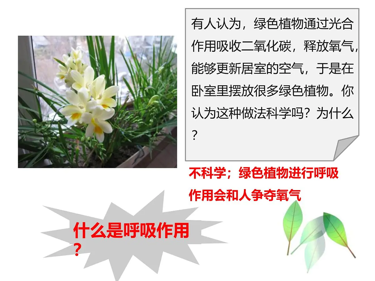 初中 生物 人教版（2024） 七年级下册3.2.3 呼吸作用 课件第1页