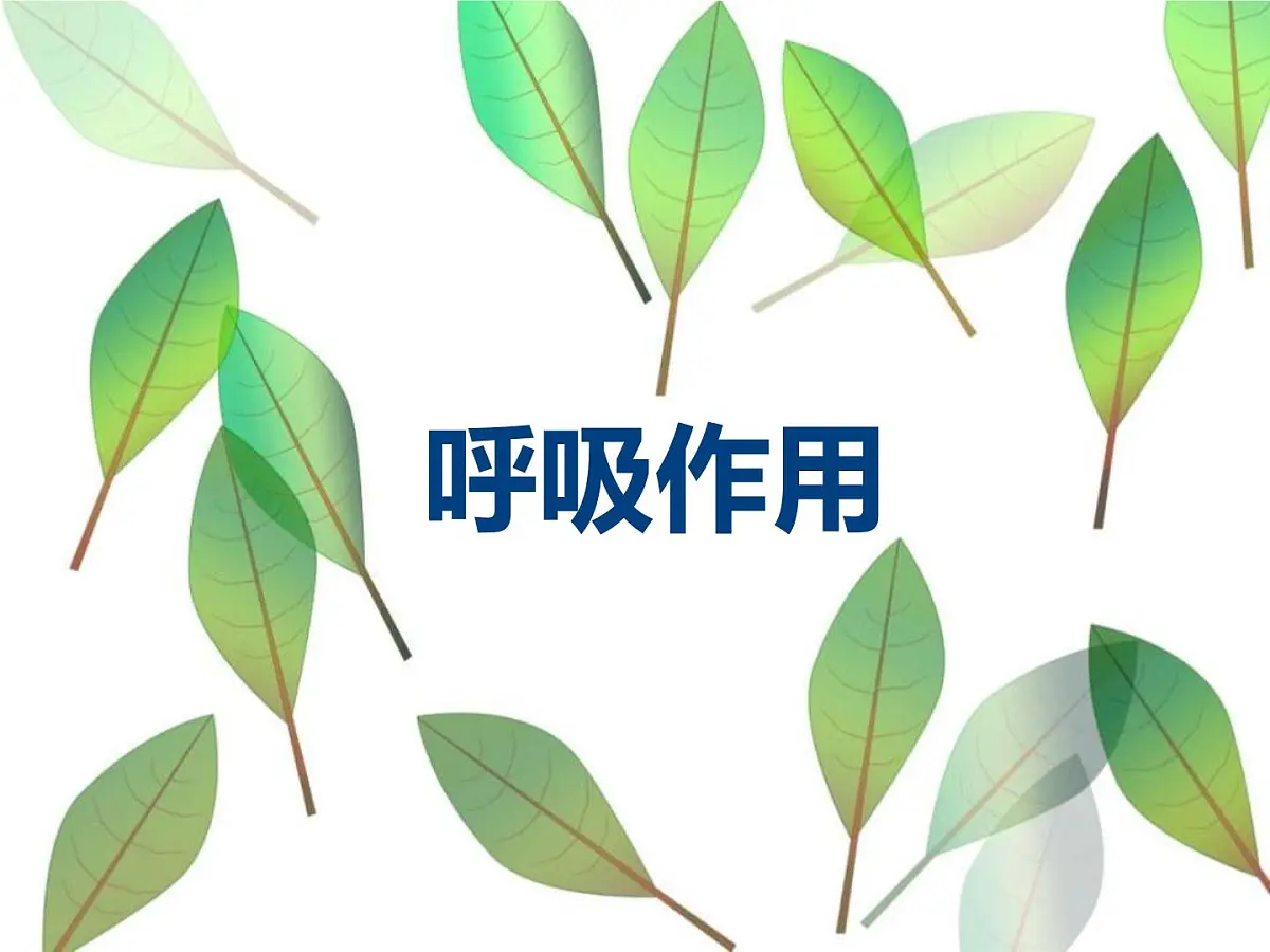 初中 生物 人教版（2024） 七年级下册3.2.3 呼吸作用 课件第2页