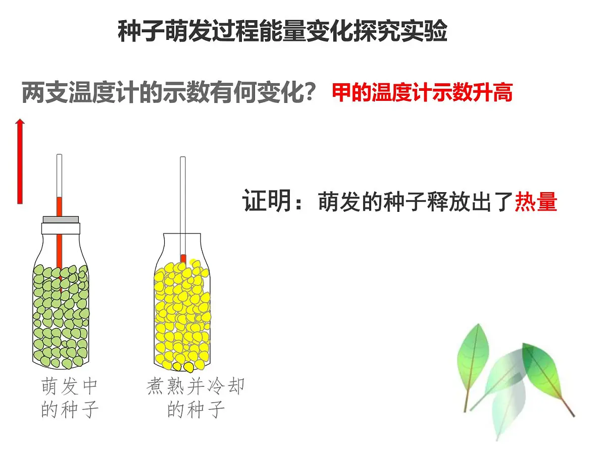 初中 生物 人教版（2024） 七年级下册3.2.3 呼吸作用 课件第3页