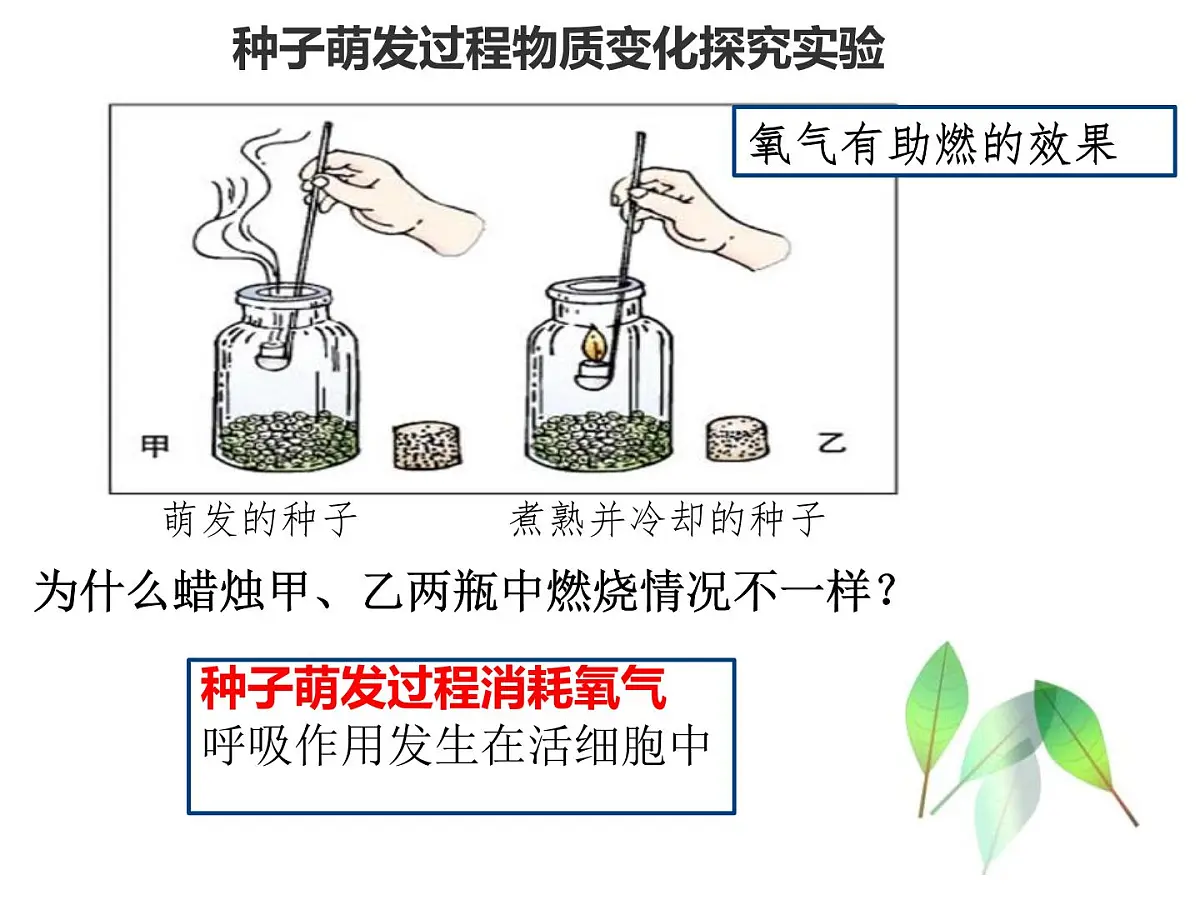 初中 生物 人教版（2024） 七年级下册3.2.3 呼吸作用 课件第6页