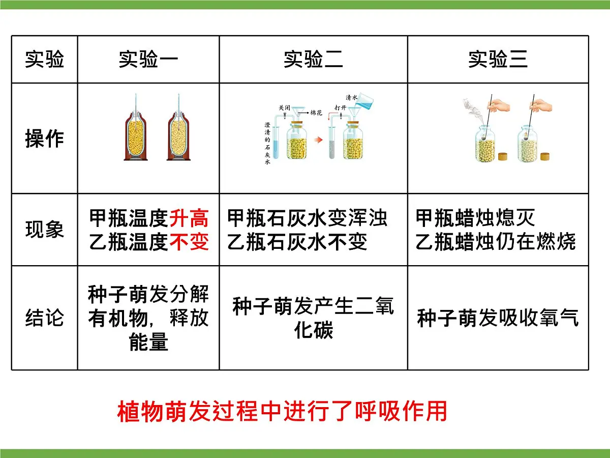 初中 生物 人教版（2024） 七年级下册3.2.3 呼吸作用 课件第7页