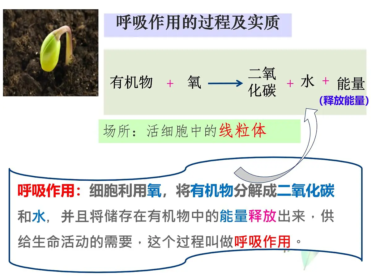 初中 生物 人教版（2024） 七年级下册3.2.3 呼吸作用 课件第8页