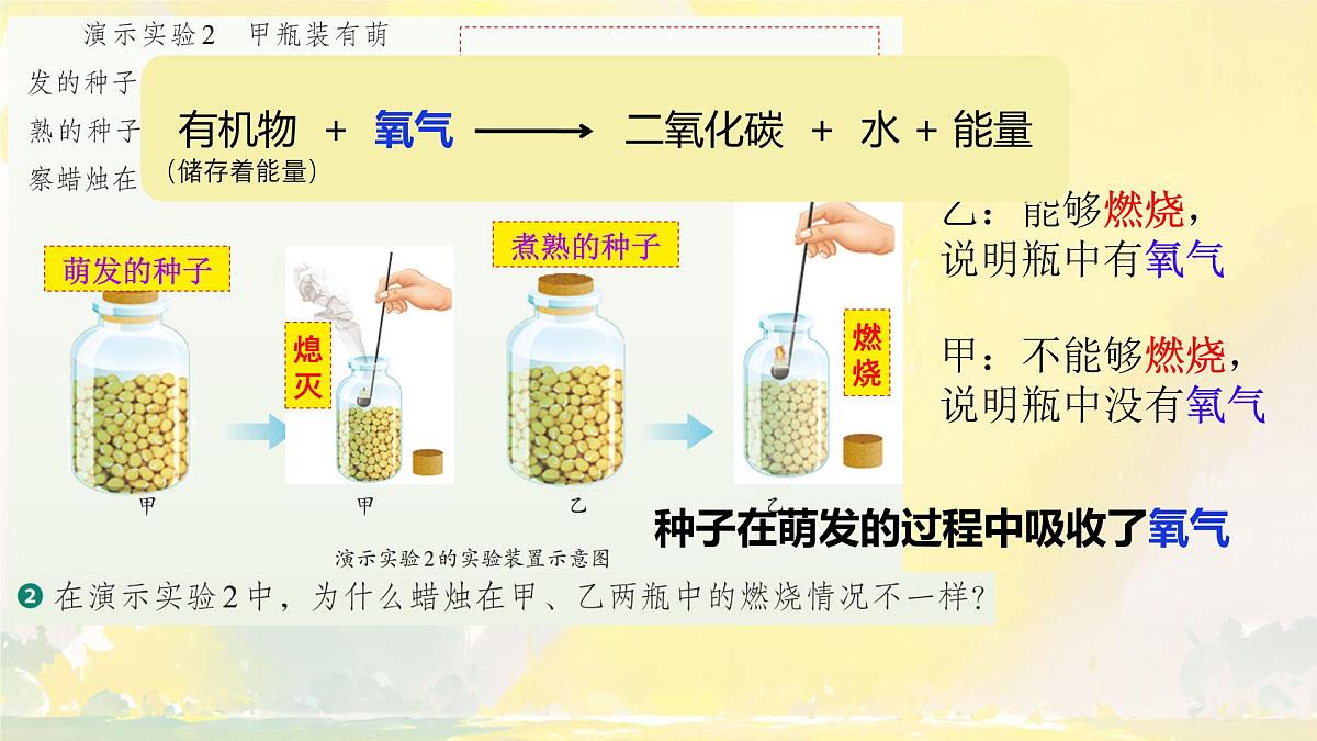 初中  生物  人教版（2024） 七年级下册3.2.3 呼吸作用 课件第4页