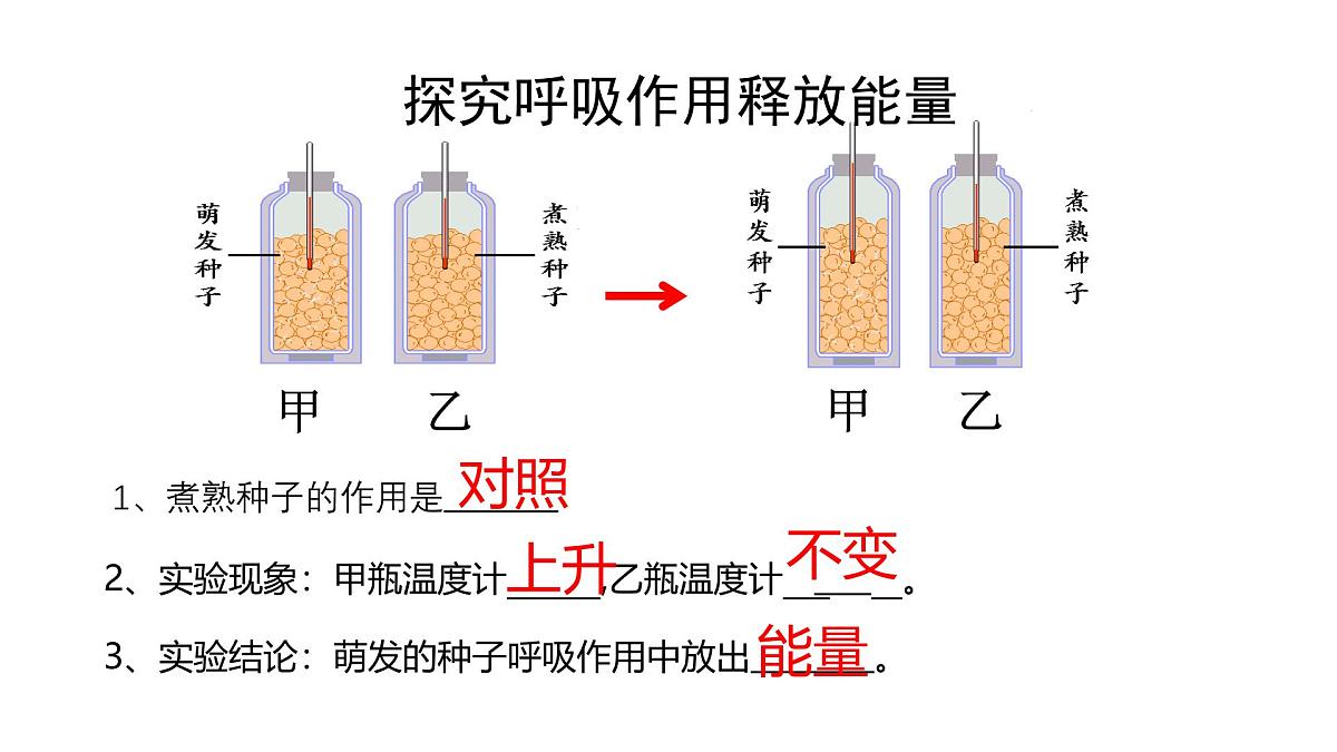 初中  生物  人教版（2024） 七年级下册3.2.3 呼吸作用（共2课时） 课件第3页