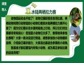 2.3 兩棲類和爬行類（課件）-2024-2025學(xué)年六年級(jí)生物下冊(cè)（魯科版五四學(xué)制2024）
