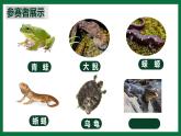 2.3 兩棲類和爬行類（課件）-2024-2025學(xué)年六年級(jí)生物下冊(cè)（魯科版五四學(xué)制2024）