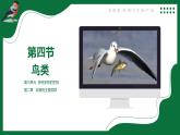 2.4 鳥類（課件）-2024-2025學年六年級生物下冊（魯科版五四學制2024）