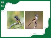 2.4 鳥類（課件）-2024-2025學年六年級生物下冊（魯科版五四學制2024）