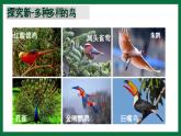 2.4 鳥類（課件）-2024-2025學年六年級生物下冊（魯科版五四學制2024）