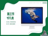 2.5 哺乳類（課件）-2024-2025學(xué)年六年級(jí)生物下冊(cè)（魯科版五四學(xué)制2024）