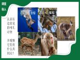 2.5 哺乳類（課件）-2024-2025學(xué)年六年級(jí)生物下冊(cè)（魯科版五四學(xué)制2024）