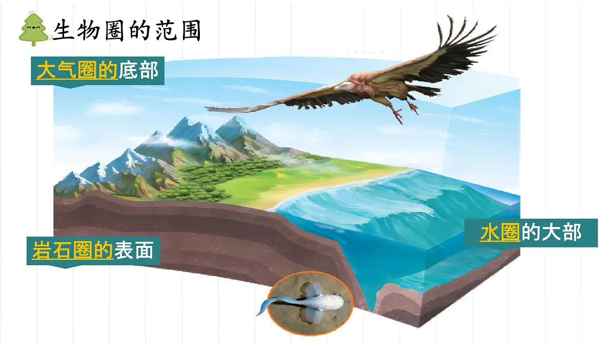 初中 生物 人教版（2024） 七年级下册3.2.4 植物在自然界中的作用 课件第8页