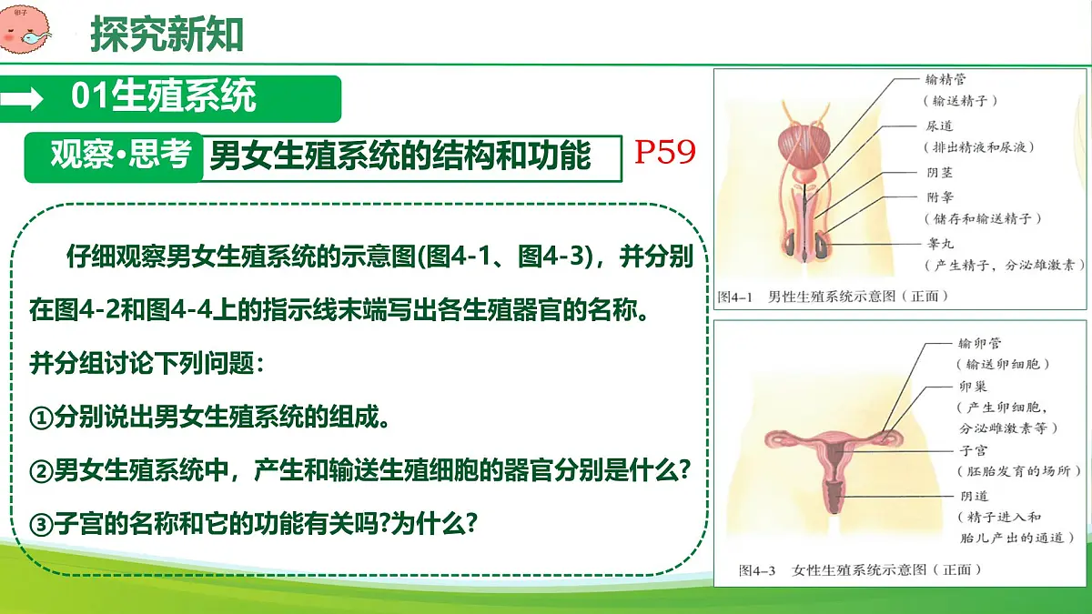 初中 生物 人教版（2024） 七年级下册（2024）第一节 人的生殖 课件第5页