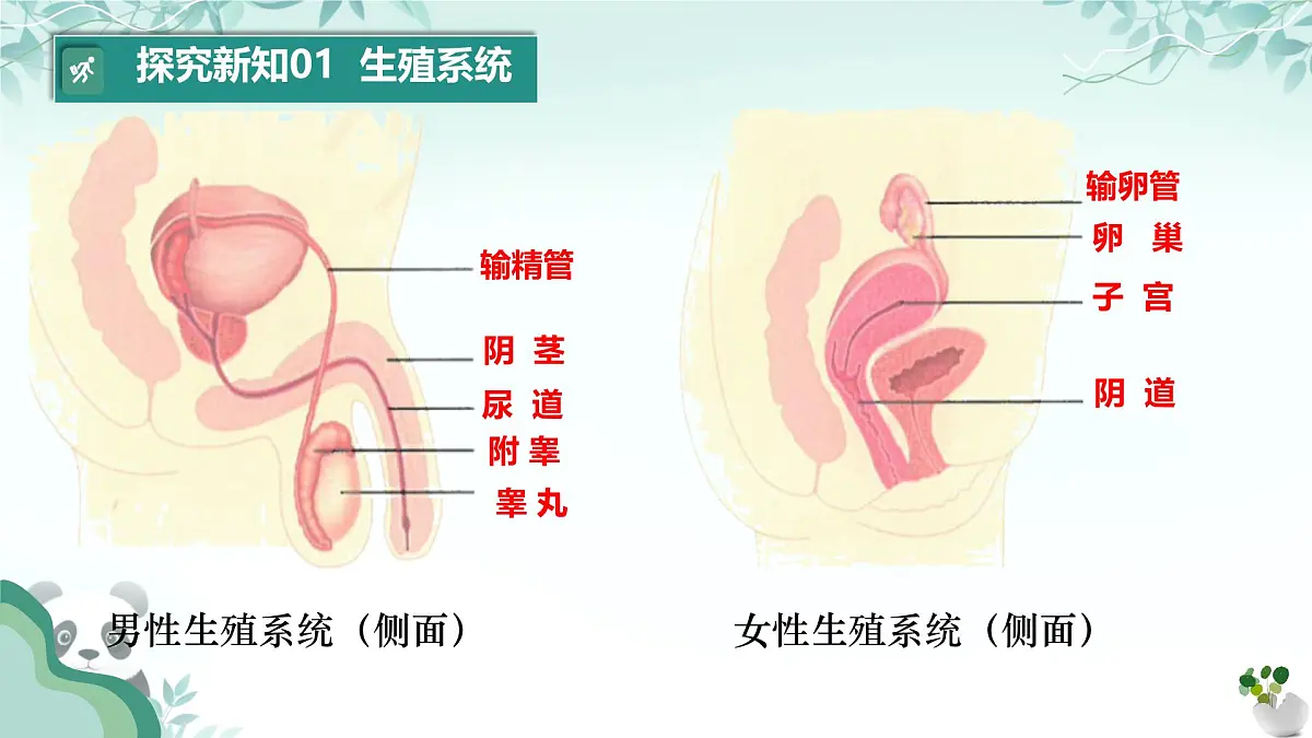初中 生物 人教版（2024） 七年级下册（2024）第一节 人的生殖 课件第8页