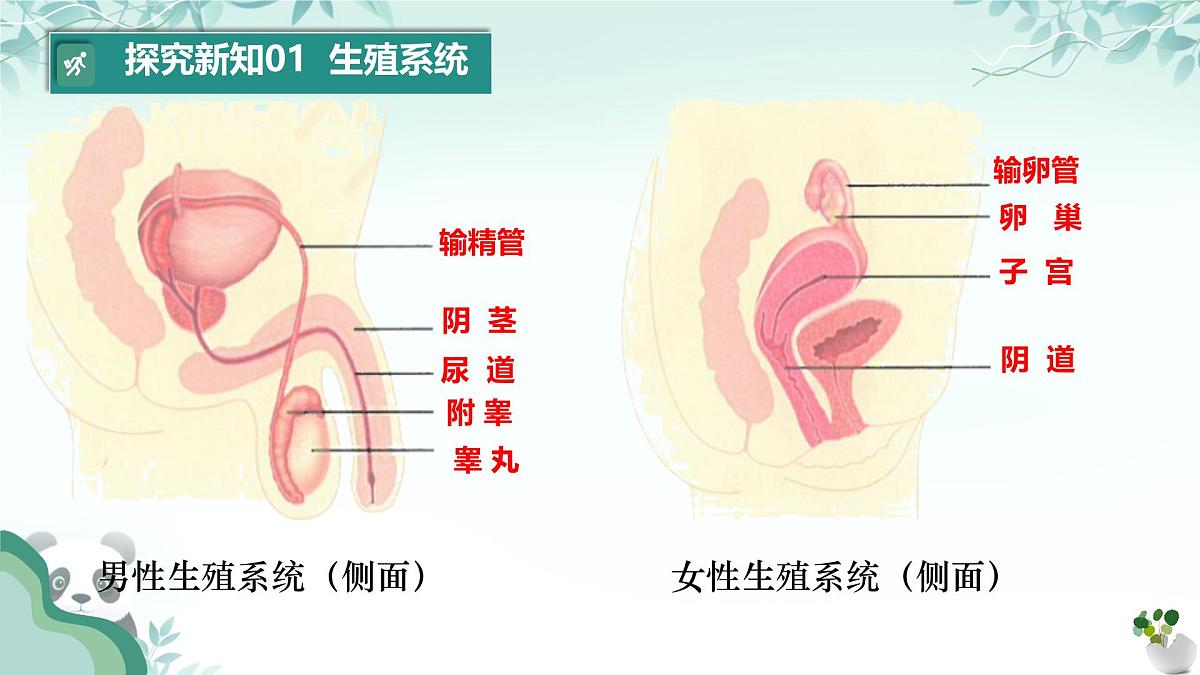 初中  生物  人教版（2024）  七年级下册（2024）第一节 人的生殖  课件第8页
