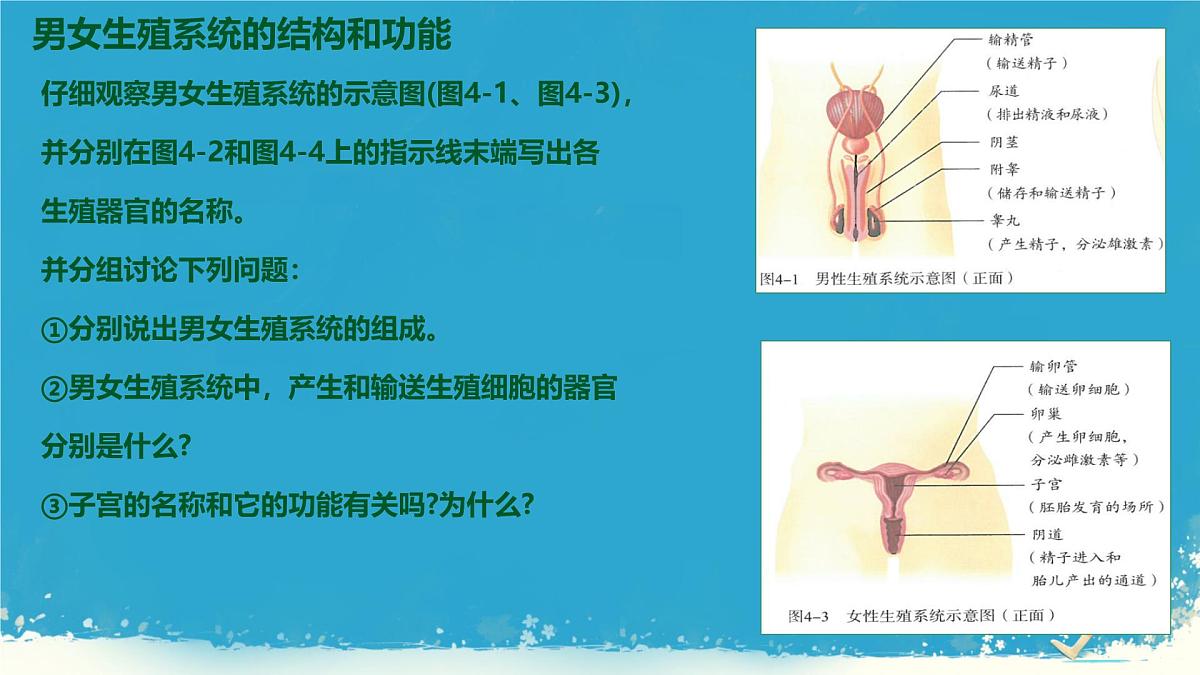 初中 生物 人教版（2024） 七年级下册（2024）第一节 人的生殖 课件第5页