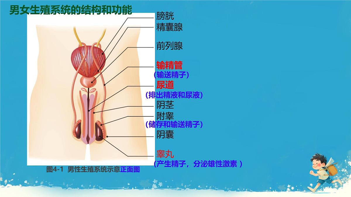 初中 生物 人教版（2024） 七年级下册（2024）第一节 人的生殖 课件第6页