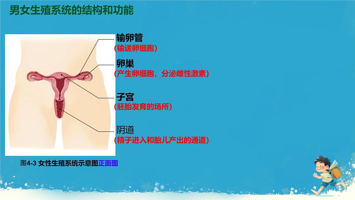 初中 生物 人教版（2024） 七年级下册（2024）第一节 人的生殖 课件第7页