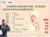初中  生物  人教版（2024）  七年级下册（2024）第一节 人的生殖 课件