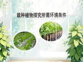 初中  生物  人教版（2024）七年級下冊（2024） 第三單元 植物的生活  第二章綜合實踐項目 栽培一種植物，探究所需的環(huán)境條件 課件