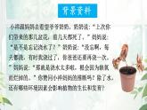 初中  生物  人教版（2024）七年級下冊（2024） 第三單元 植物的生活  第二章綜合實踐項目 栽培一種植物，探究所需的環(huán)境條件 課件