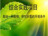 初中  生物  人教版（2024）七年級下冊（2024） 第三單元 植物的生活  第二章綜合實踐項目 栽培一種植物，探究所需的環(huán)境條件 課件