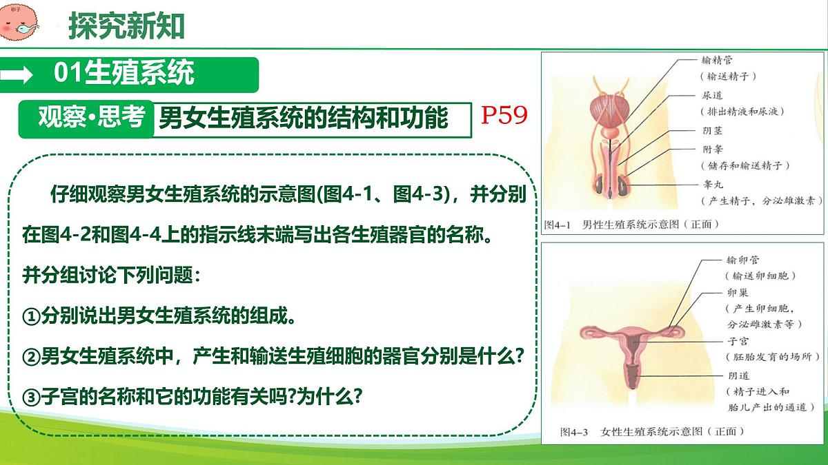 初中 生物 人教版（2024）七年级下册4.1.1人的生殖 课件第5页