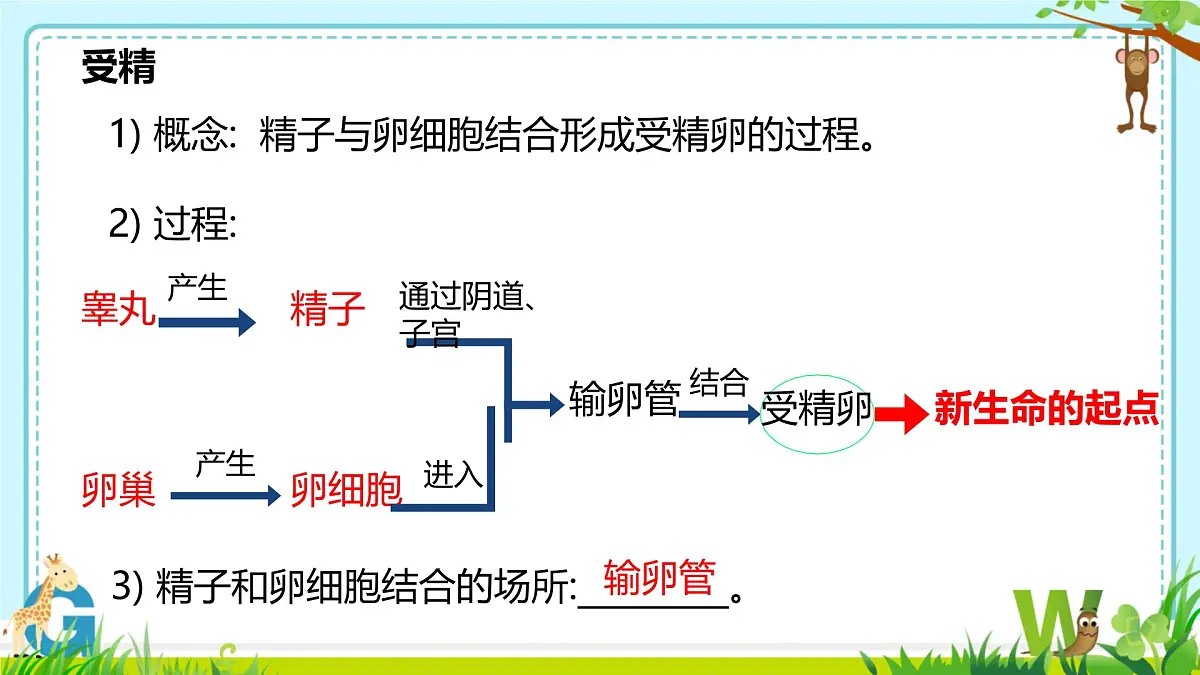 初中 生物 人教版（2024）七年级下册4.1.1 人的生殖 课件第6页