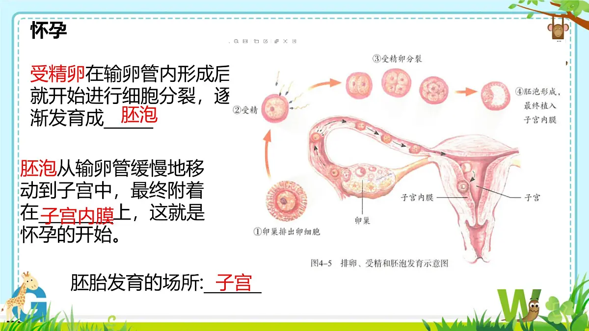 初中 生物 人教版（2024）七年级下册4.1.1 人的生殖 课件第8页