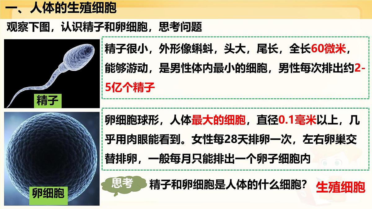 初中  生物  人教版（2024） 七年级下册4.1.1 人的生殖 课件第4页