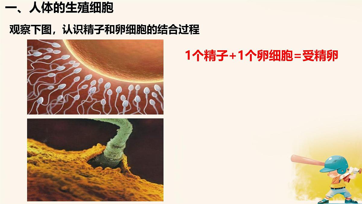 初中  生物  人教版（2024） 七年级下册4.1.1 人的生殖 课件第5页