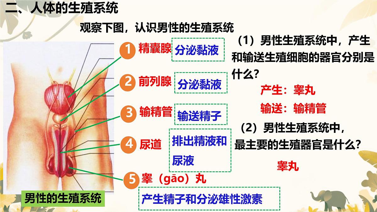 初中  生物  人教版（2024） 七年级下册4.1.1 人的生殖 课件第6页