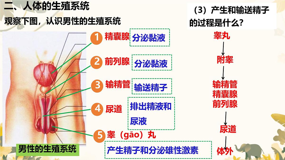 初中  生物  人教版（2024） 七年级下册4.1.1 人的生殖 课件第7页