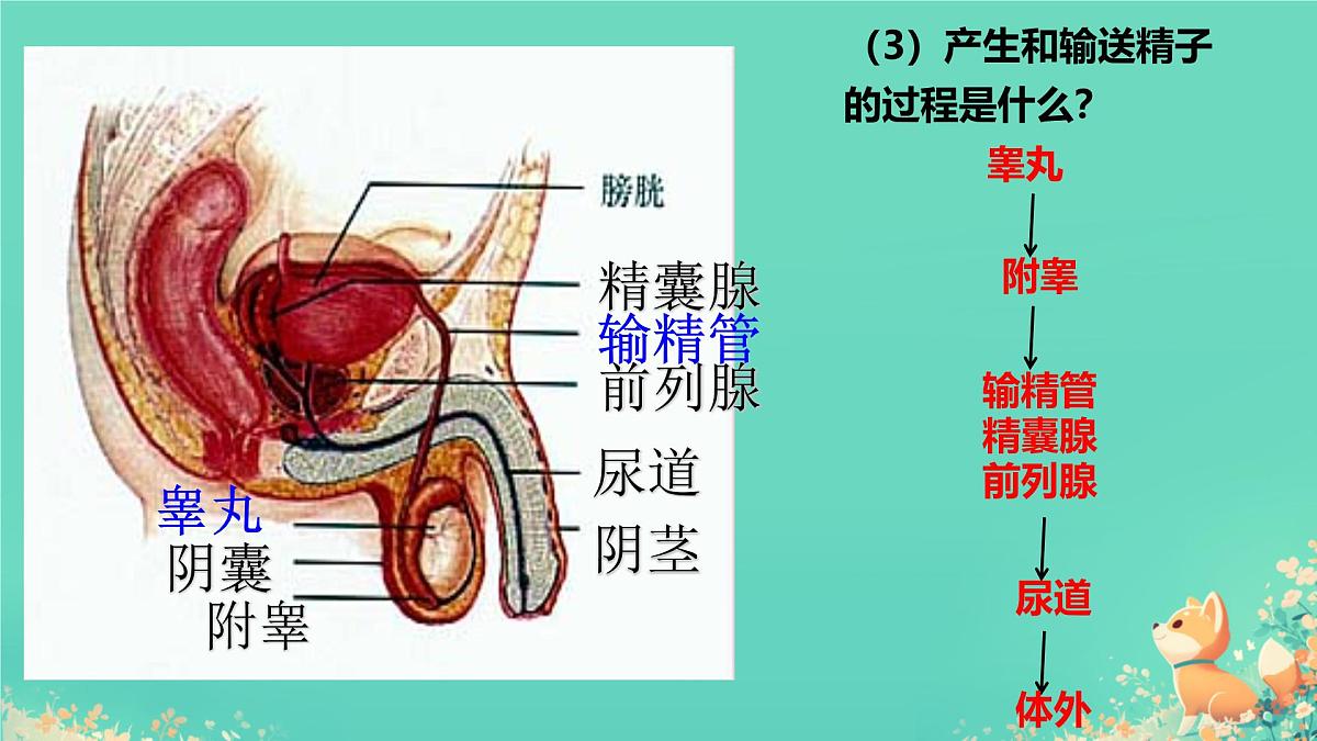 初中  生物  人教版（2024） 七年级下册4.1.1 人的生殖 课件第8页