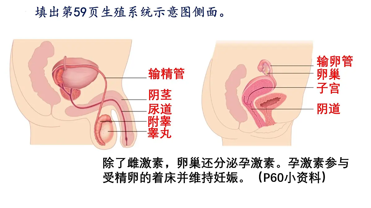 初中 生物 人教版（2024） 七年级下册（2024）第一节 人的生殖 课件第7页