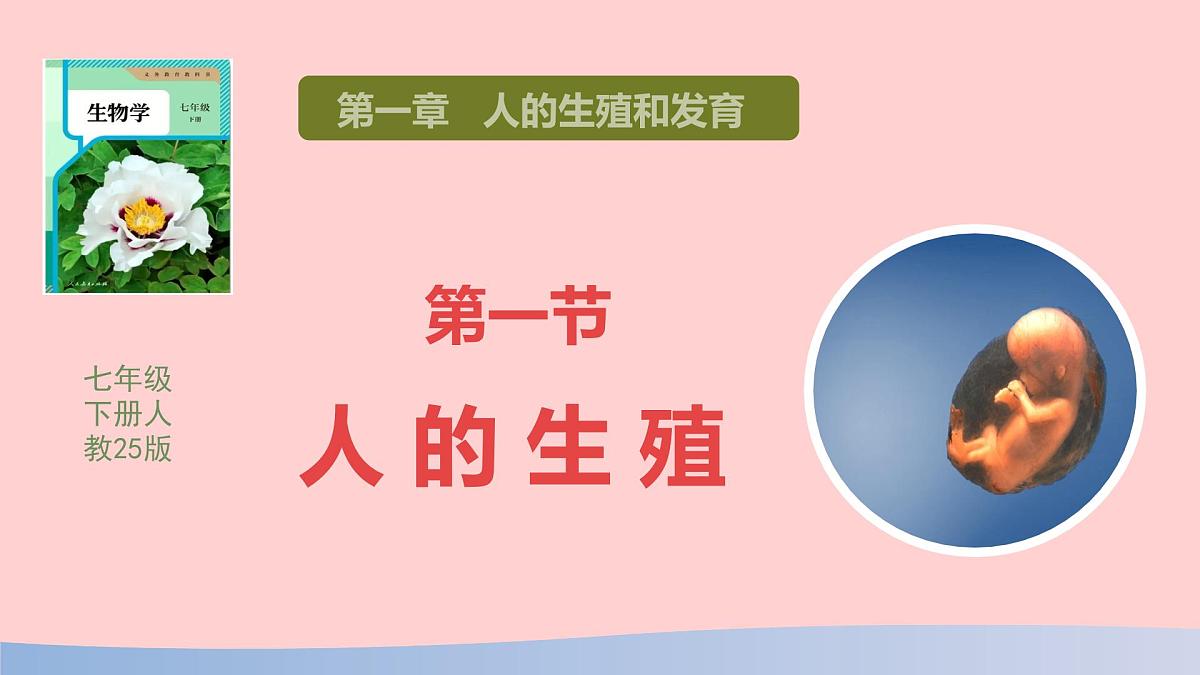 初中 生物 人教版（2024） 七年级下册（2024）第一节 人的生殖 课件第1页