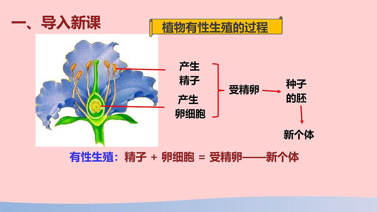 初中 生物 人教版（2024） 七年级下册（2024）第一节 人的生殖 课件第3页