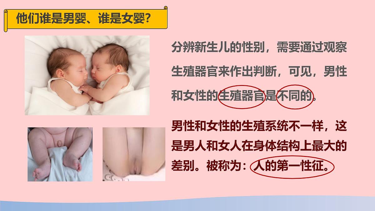 初中 生物 人教版（2024） 七年级下册（2024）第一节 人的生殖 课件第5页