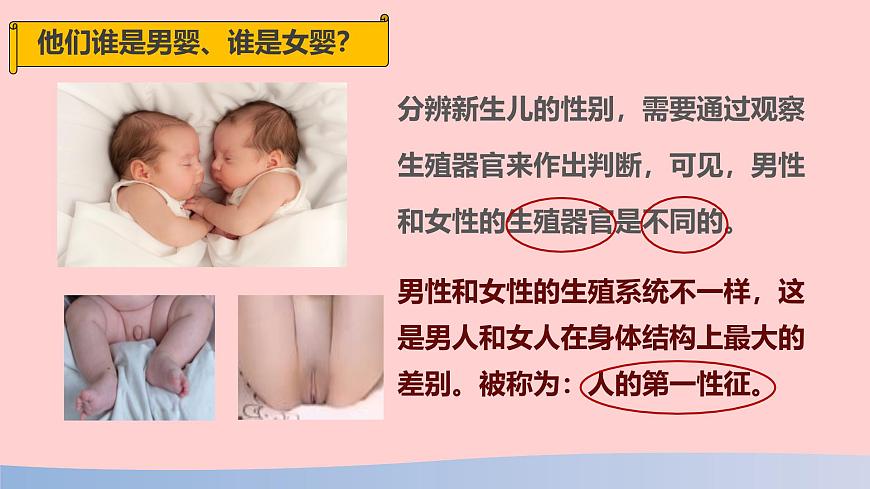 初中  生物  人教版（2024）  七年级下册（2024）第一节 人的生殖 课件第5页