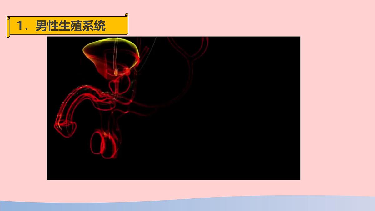初中 生物 人教版（2024） 七年级下册（2024）第一节 人的生殖 课件第6页