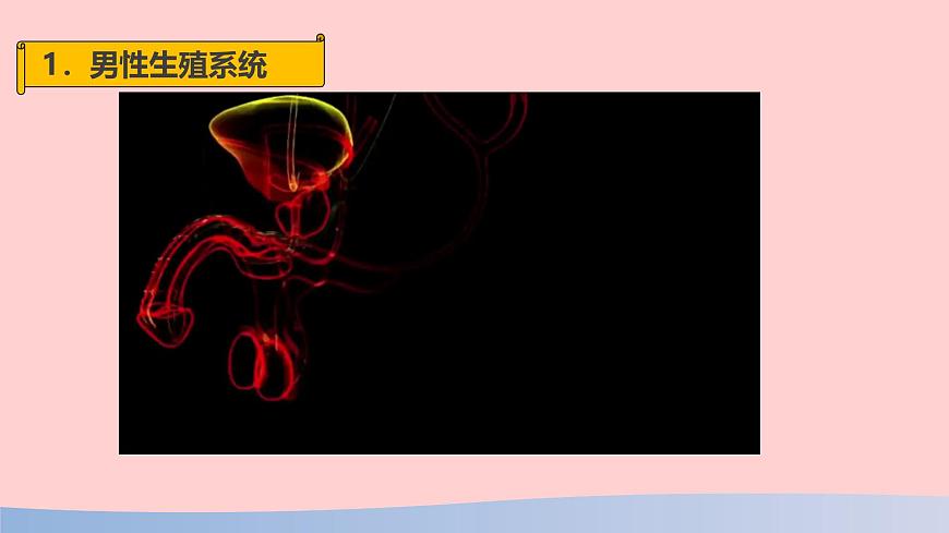 初中  生物  人教版（2024）  七年级下册（2024）第一节 人的生殖 课件第6页