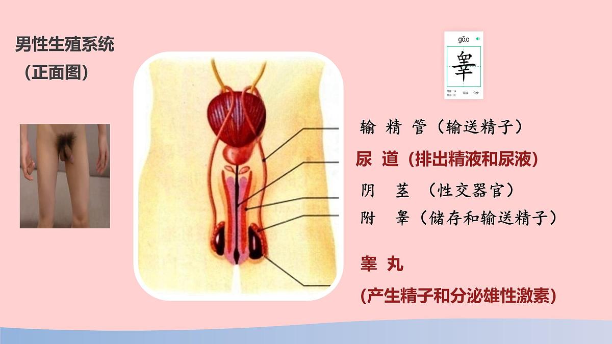 初中 生物 人教版（2024） 七年级下册（2024）第一节 人的生殖 课件第7页