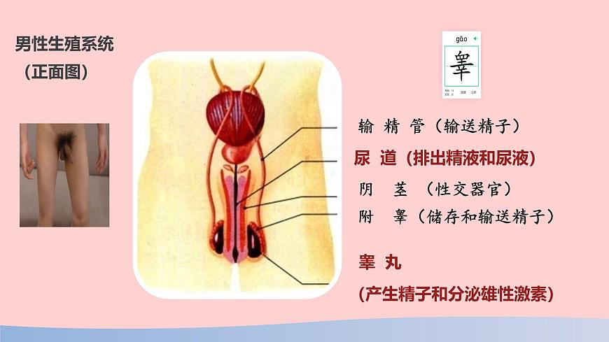 初中  生物  人教版（2024）  七年级下册（2024）第一节 人的生殖 课件第7页