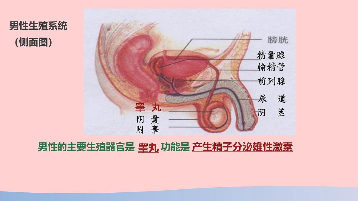 初中 生物 人教版（2024） 七年级下册（2024）第一节 人的生殖 课件第8页