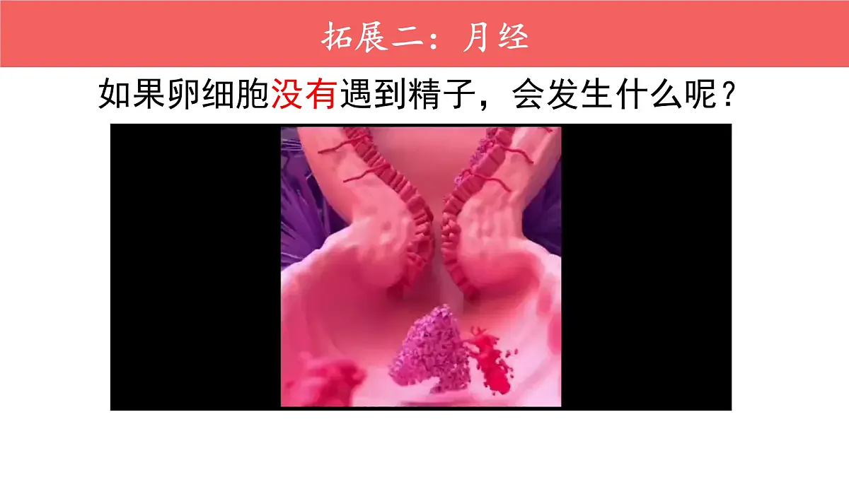 初中 生物 人教版（2024） 七年级下册4.1.1 人的生殖 课件第3页