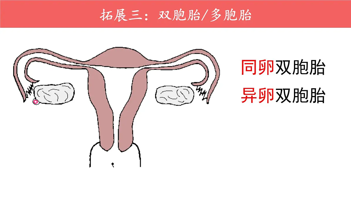 初中 生物 人教版（2024） 七年级下册4.1.1 人的生殖 课件第4页